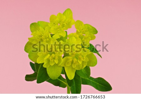 Yellow clumped spring flower known as cushion spurge on a pink pastel background, scientific name Euphorbia epithymoides