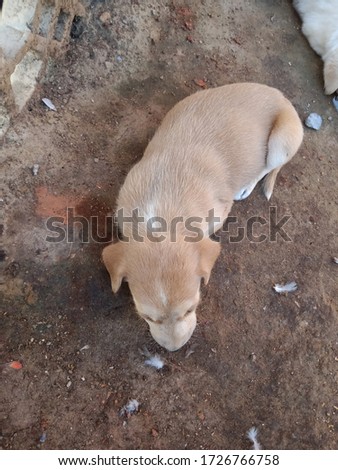 Brown Puppy Photos Cute and Adorable Puppies Pictures Sleeping On The Ground Hungry And Sad And Alone Juvenile Dog Snapshots Cutest Dog Breeds