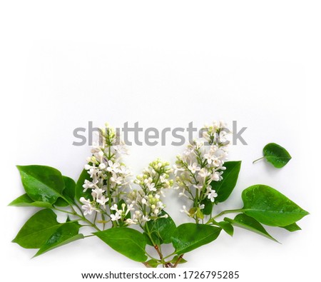 Blooming branches of Lilac flowers, bouquet on glossy white background. Floral facebook cover, flat lay composition, template, top view with place for text.
