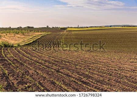 View of corn leaves growth in a field at spring. Field with young corn. The lines in nature