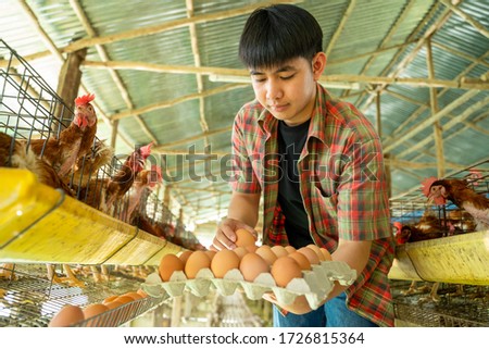 Asian farmers raise chickens on a rural farm and harvest quality chicken eggs form organic farm for commercial purposes.