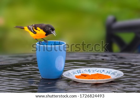 A handsome male Baltimore oriole is standing on a mug, ready for cheese cracks in a dish. 
