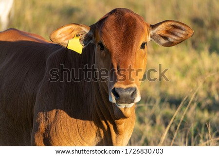 Nelore cattle in the pasture. Gir