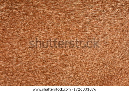 Brown deer fur used as a background image