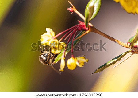 A macro picture of a bee taking nectar from a yellow flower against a blurry background