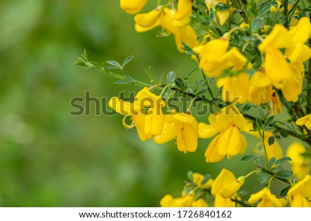 A picture of some genista blooming in the field.     Vancouver BC Canada
