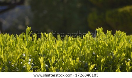 a greenery with a dark and blurred space in  behind