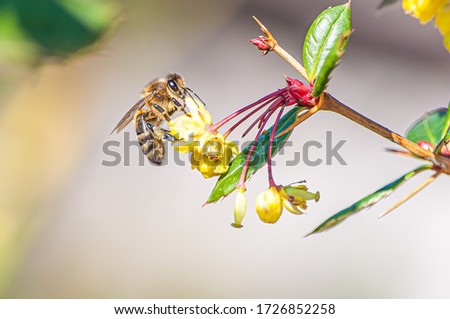 A macro picture of a bee taking nectar from a yellow flower against a blurry background   in Switzerland during springtime