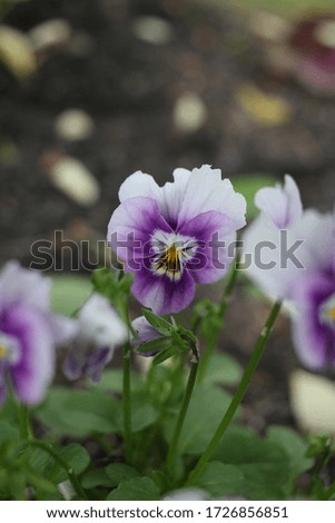 Purple and white pansy in the garden