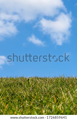 A closeup shot of a green lawn with a blue sky
