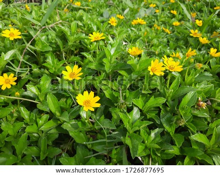 creeping daisy, flowering vines very beautiful bright yellow