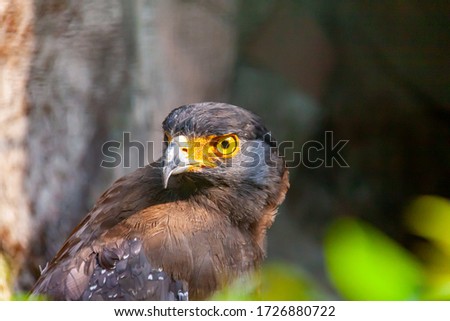 Photo of exotic eagle bird