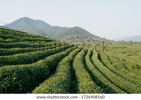 longjing tea plantation in hangzhou china