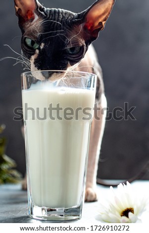 the Sphinx cat drinks milk