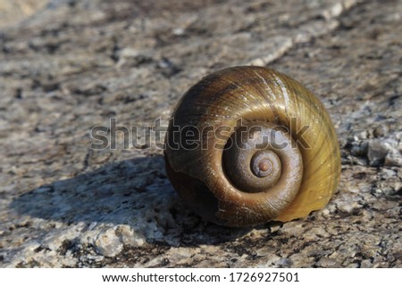 A clear picture of a snail shell-like snail on the shore of spring