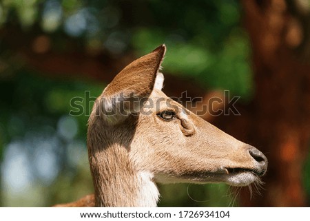 The brown-haired deer turned to the right, suggesting a beautiful brown eye.