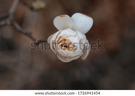 White Magnolia flowers in spring season.