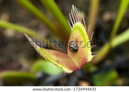 Sydney Australia, beetle crawling across open leaf of a venus flytrap plant