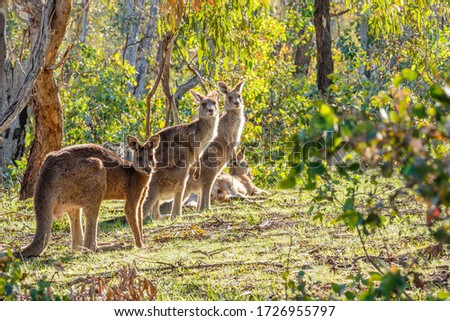 Eastern Grey Kangaroos at Mt Mugga Mugga Nature Reserve, ACT, Australia on an autumn morning in April 2020