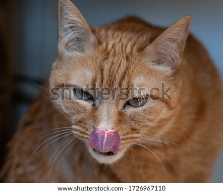 Pictures of a red cat