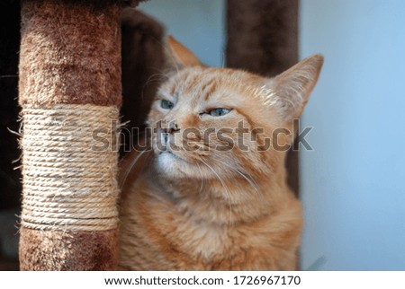 Pictures of a red cat