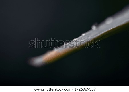 Dark green foliage of a plant with glistening with raindrops. Low key, horizontal background or banner