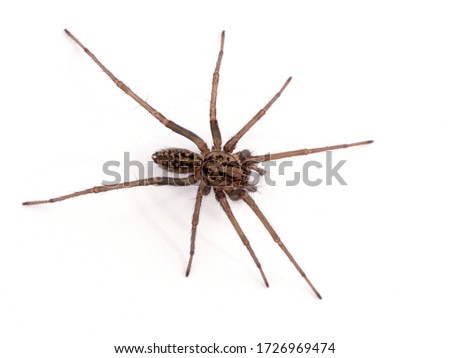 Female giant house spider, or hobo spider (Eratigena duellica) on a white wall. Isolated. Delta, British Columbia, Canada Royalty-Free Stock Photo #1726969474