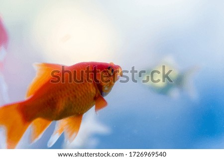 Beautiful goldfish swimming  in aquarium.