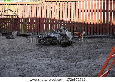Photo of a chicken on a background of a fence outdoors in a village.