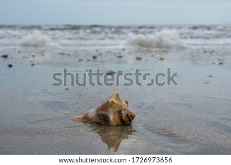 Shells on beach in Botany Bay Plantation Heritage Preserve and Wildlife Management Area on Edisto Island in South Carolina USA Royalty-Free Stock Photo #1726973656