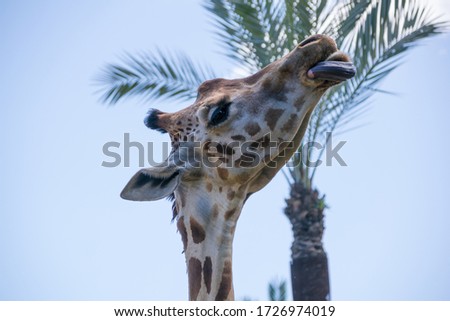 A low angle closeup of a giraffe licking itself surrounded by palms under the sunlight at daytime