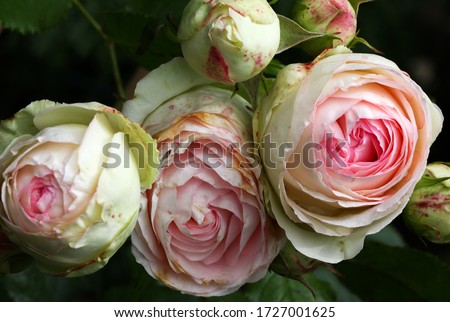 A bunch of beautiful white and pink vintage english roses growing in the english cottage garden, closeup.