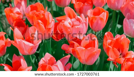 Aesthetics wallpaper flowers. Red Tulip bloom background.  Ideal for postcard