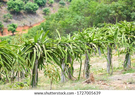Dragon fruit tree in the garden orchard tropical summer fruit nature farm on the mountain agriculture / dragon fruit in Thailand 