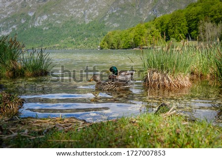 Ducks in clear waters of Bohinj lake
