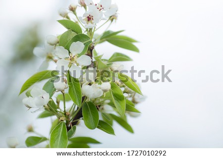Pear flowers. Spring, nature wallpaper. Pear color in the garden. Blooming white flowers on the branches of a tree. Macro shot.
