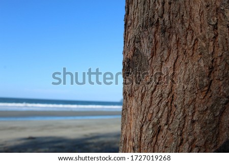 old tree texture with blue sky background