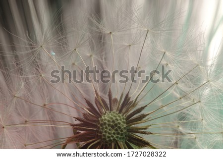 Close up beautiful dandelion flower color light background pattern texture. Macro Photography View.