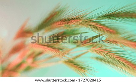 Close up abstract spikelet of wheat  color yellow light.  Beautiful plant minimal in neon light. Minimalism retro style concept. Background pattern for design.