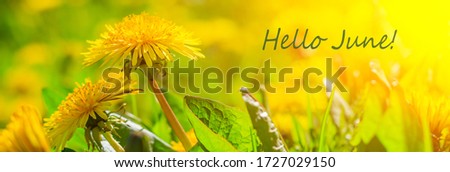 Hello june flowers. Banner hello june. New season. Summer. Dandelions. Yellow summer flowers. Dandelions flowers with place for text. Bright yellow flowers and green grass. Royalty-Free Stock Photo #1727029150
