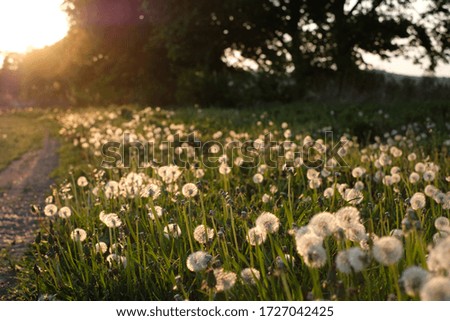 the sun sets on a field of dandelions
