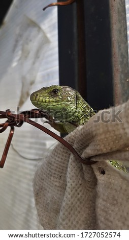 a green lizard in a greenhouse crawling on a wire captured on camera at close range on a spring day
