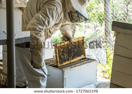 Bee hive in bee farming Lebanon