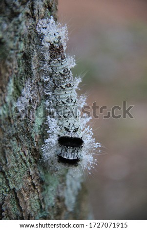 slug worm on a tree