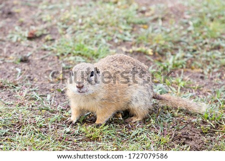 Ground Squirrel in Mlada Boleslav, Czech Republic, location Na Radouci