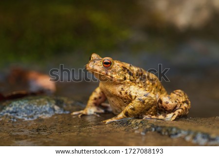 Common European Toad - Bufo bufo, large frog from European rivers and lakes, Zlin, Czech Republic.