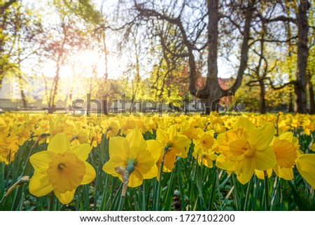 Bright blossoming spring yellow daffodils. Urban flowerbed with flowers in Krakow, Poland, decoration and landscaping.