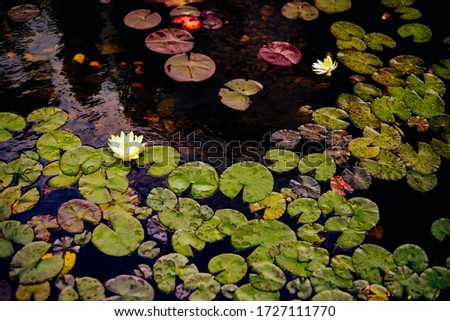 Water lilies in the lake. A lot of leaves of water lilies.