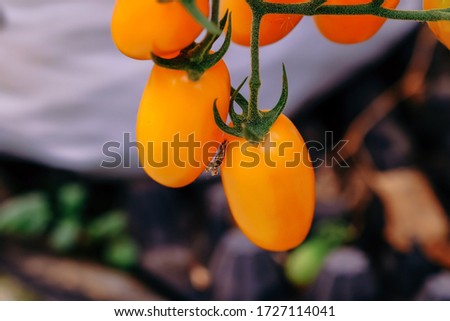 Ripe cherry tomatoes or mini tomatoes are on the green blur background. Tomatoes are grown in a greenhouse on an organic farm. Royalty high-quality free stock image of tomato. Nature photography.