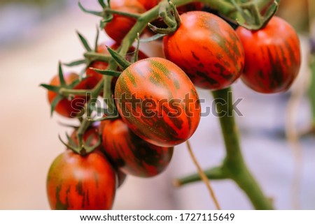 Ripe chocolate cherry tomatoes are on the green blur background. Tomatoes are grown in a greenhouse on an organic farm. Royalty high-quality free stock image of tomato. Nature photography.